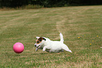 playing Jack Russell Terrier