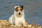 lying Jack Russell Terrier