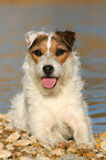 lying Jack Russell Terrier