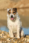 sitting Jack Russell Terrier