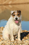 sitting Jack Russell Terrier