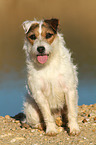 sitting Jack Russell Terrier