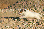 running Jack Russell Terrier