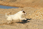 running Jack Russell Terrier