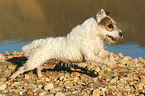 running Jack Russell Terrier