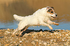 running Jack Russell Terrier