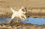 running Jack Russell Terrier