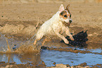 running Jack Russell Terrier
