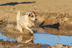 running Jack Russell Terrier