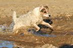 running Jack Russell Terrier