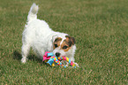 playing Jack Russell Terrier