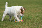 playing Jack Russell Terrier