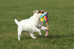 playing Jack Russell Terrier