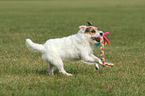 playing Jack Russell Terrier