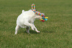 playing Jack Russell Terrier