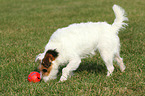 playing Jack Russell Terrier