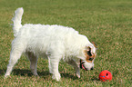 playing Jack Russell Terrier