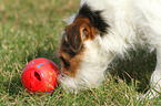 playing Jack Russell Terrier