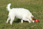 playing Jack Russell Terrier