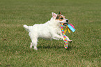 playing Jack Russell Terrier