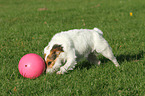 playing Jack Russell Terrier