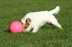 playing Jack Russell Terrier