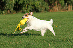 playing Jack Russell Terrier