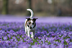 walking Jack Russell Terrier