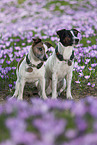 2 Jack Russell Terrier