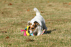 playing Jack Russell Terrier