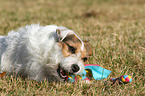 Jack Russell Terrier with toy