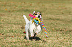 playing Jack Russell Terrier