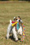 playing Jack Russell Terrier