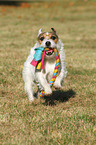 playing Jack Russell Terrier