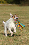 playing Jack Russell Terrier