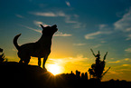 Jack Russell Terrier