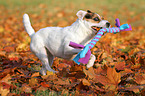 playing Jack Russell Terrier