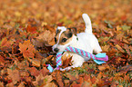 lying Jack Russell Terrier