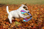 playing Jack Russell Terrier