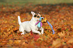 playing Jack Russell Terrier