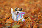 lying Jack Russell Terrier