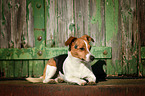 lying Jack Russell Terrier
