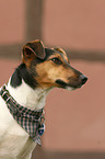 Jack Russell Terrier Portrait