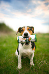 Jack Russell Terrier with treats