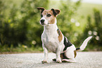 sitting Jack Russell Terrier