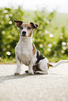 sitting Jack Russell Terrier