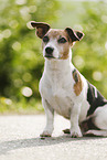 sitting Jack Russell Terrier