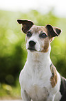 Jack Russell Terrier Portrait