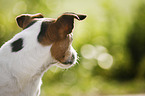 Jack Russell Terrier Portrait