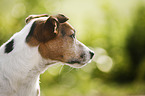 Jack Russell Terrier Portrait
